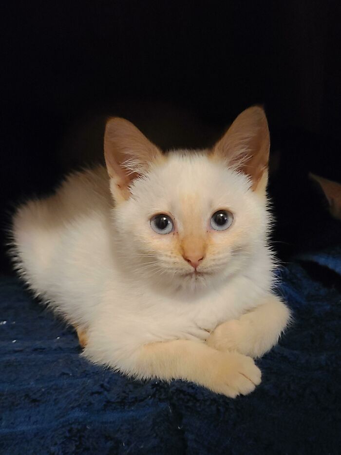 Adopted This Sweet Girl While We Foster Her Siblings! Her Name Is Coconut!
