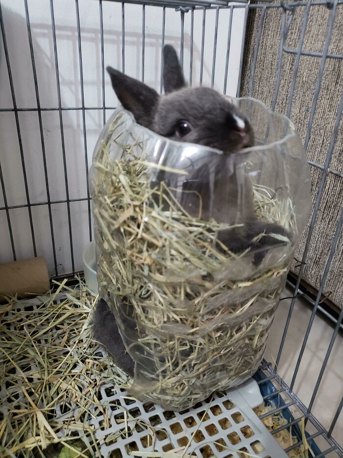 Every Night Maki Enters Her Hay Thingy And Gets Stuck