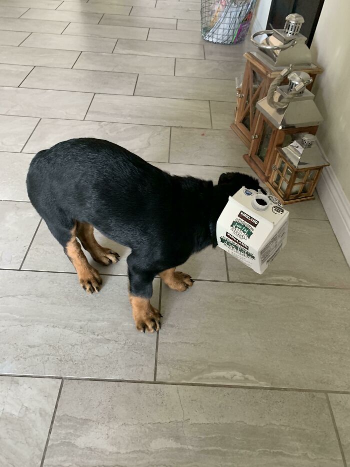 When Apollo Was A Puppy He Got His Head Stuck In A Milk Carton