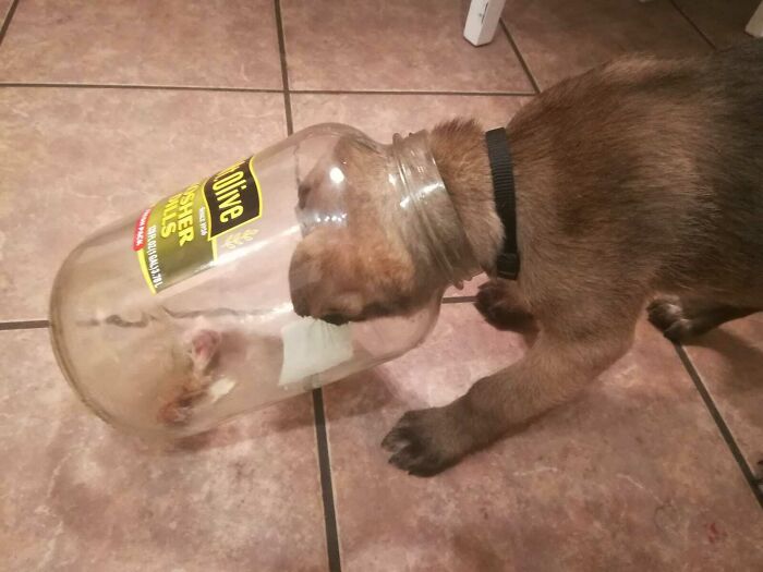 Little Foster Pupper Got His Head Stuck In A Pickle Jar Going After A Chicken Bone. No Worries, The Jar Was Broken And He Made It Out Without A Scratch