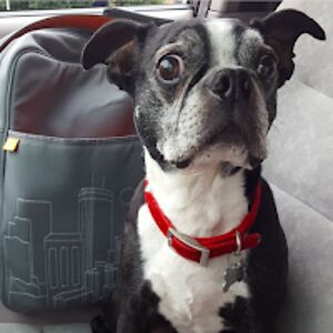 meredithmoore avatar