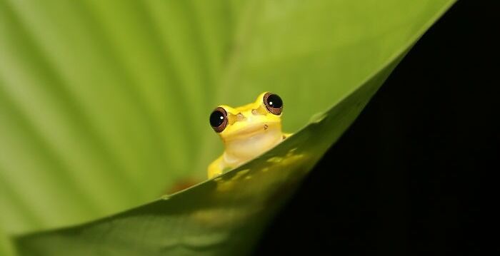a green frog on the leaf