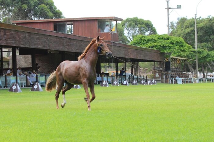I Took Photos Of Caballo De Paso Peruano I Took Photos Of Caballo De Paso Peruano