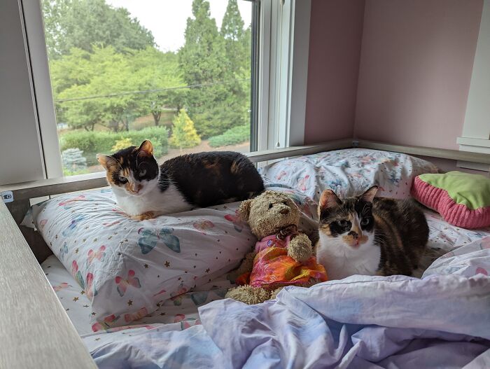 Meet Luna And Cassiopeia. Luna Is On The Pillow And Cassi Is Next To The Bear. We Rescued These Sisters, And Luna Has A Sickness That Can’t Be Cured