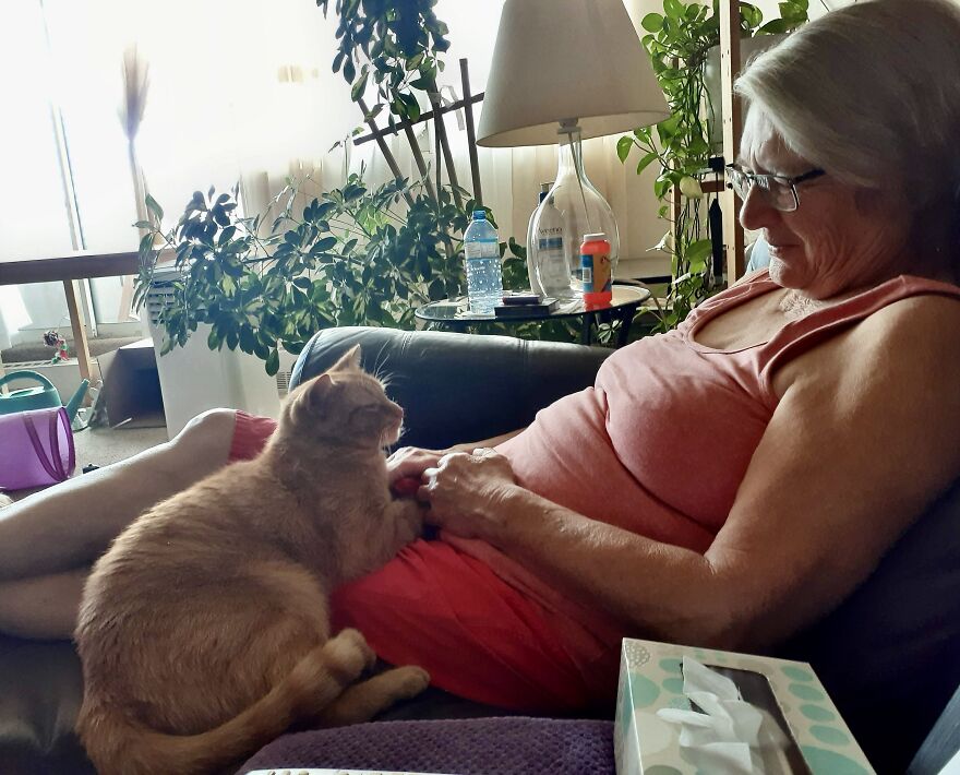 Simba And Lucky Our Beloved Cats