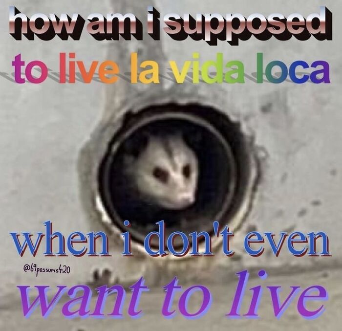 13 Possum Memes For My Mentally Dying Besties
