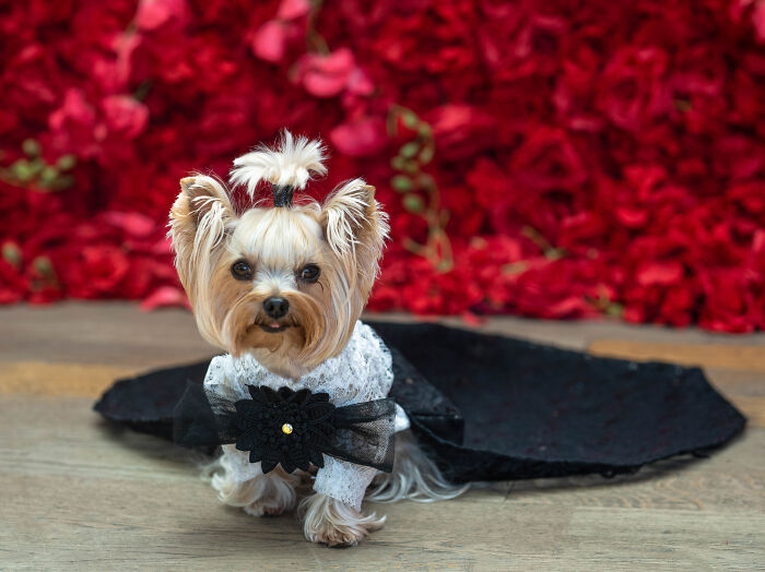 Bitsy, A Yorkie As Emily Blunt