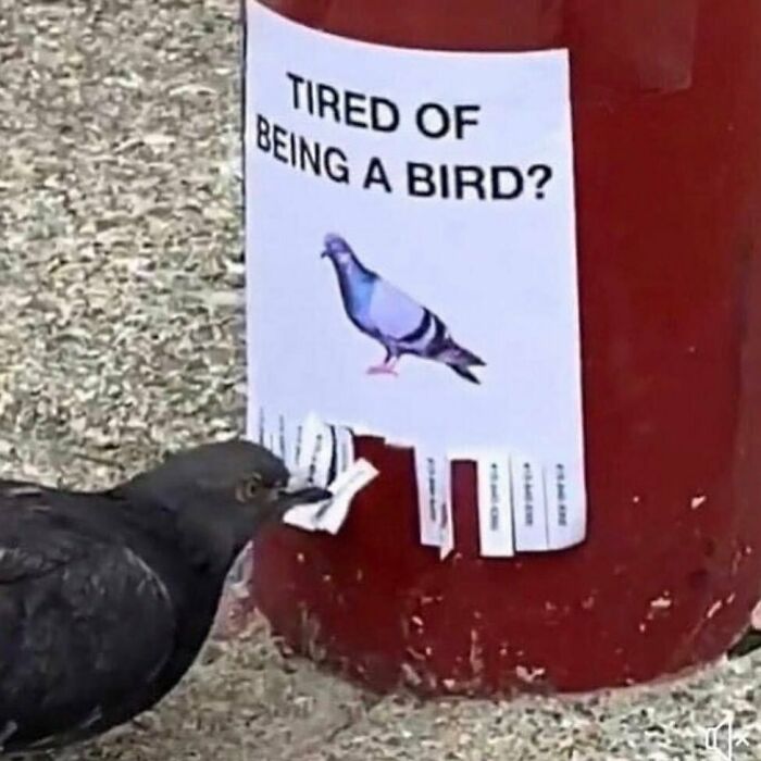 ¿Cansado de ser un pájaro?