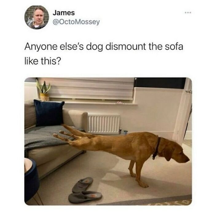 Hilarious-British-Memes