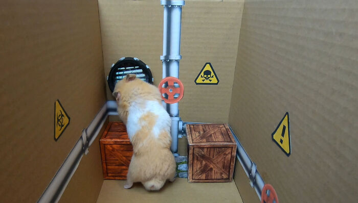 I Created A Maze Inspired By Minecraft And Let My Hamster Homa Explore It I Created A Maze Inspired By Minecraft And Let My Hamster Homa Explore It