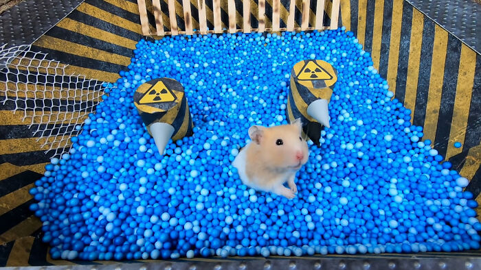 I Created A Maze Inspired By Minecraft And Let My Hamster Homa Explore It