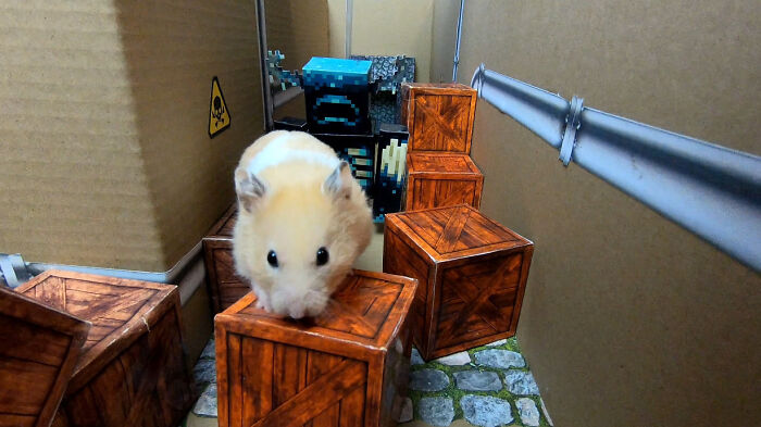 I Created A Maze Inspired By Minecraft And Let My Hamster Homa Explore It