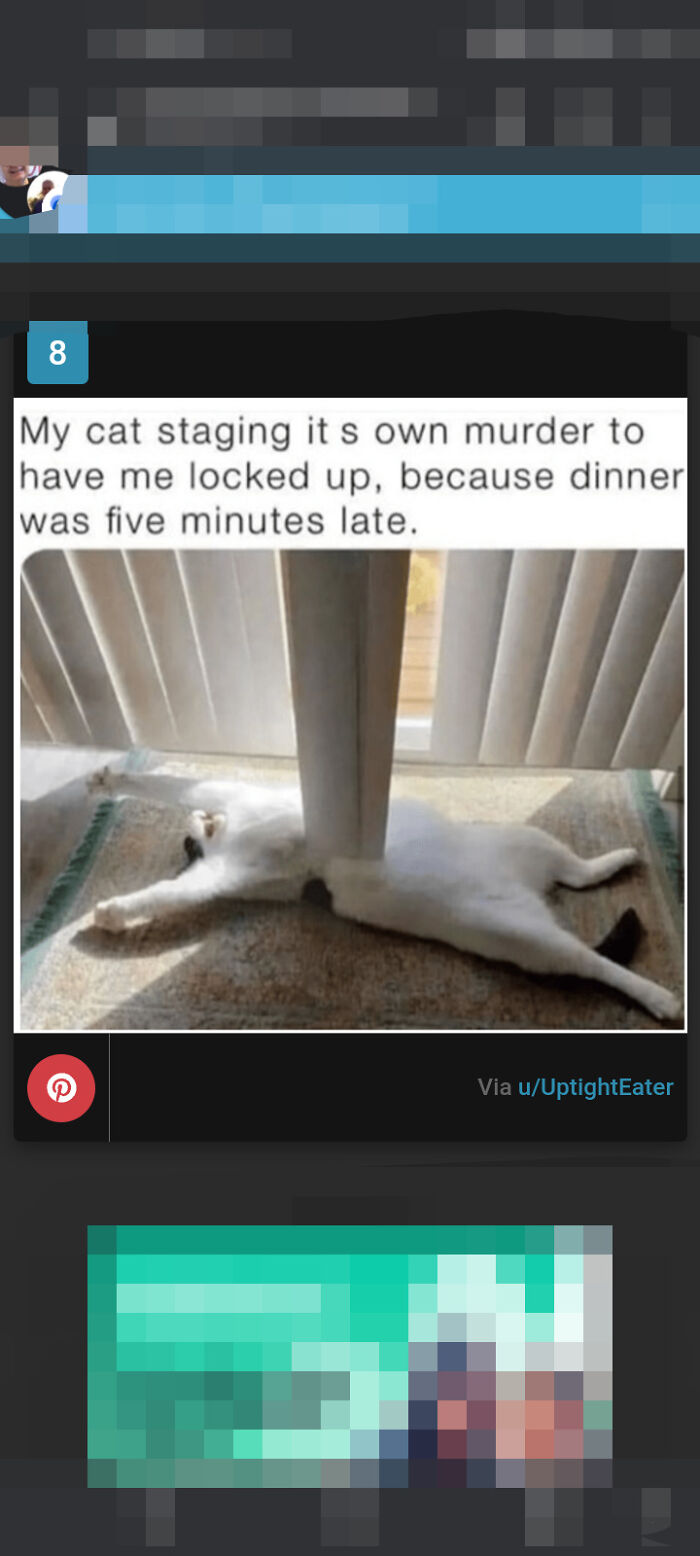 Cat Memes For Everyone! Feat Icanhascheezburger!