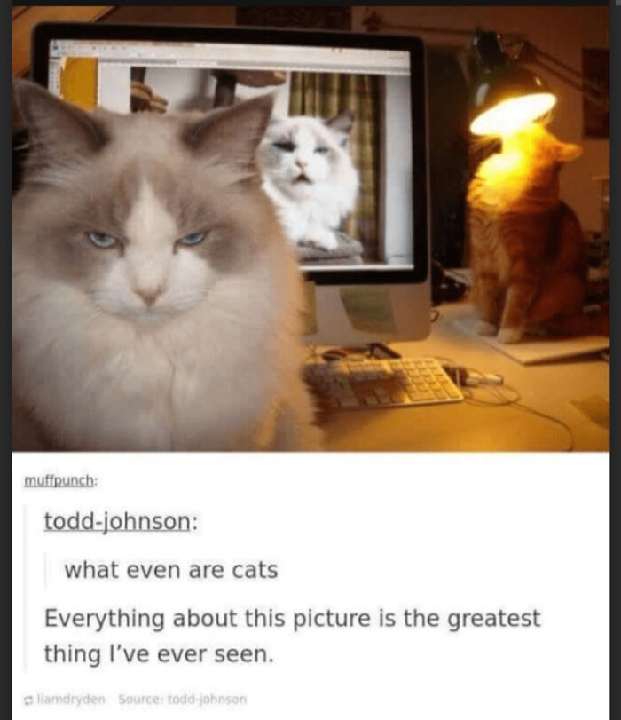 Cat Memes For Everyone! Feat Icanhascheezburger!