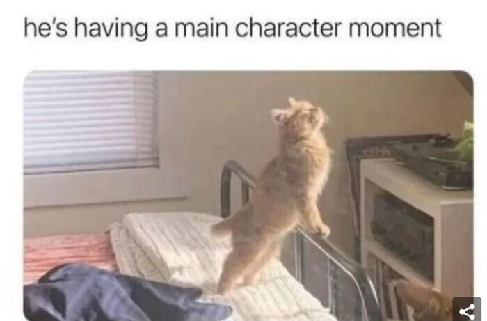 Cat Memes For Everyone! Feat Icanhascheezburger!