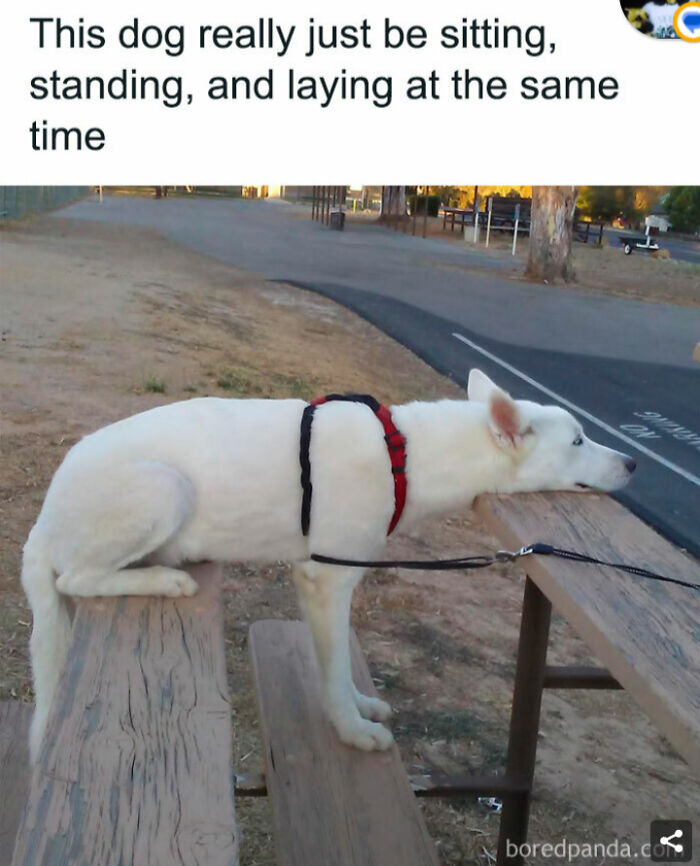 Cat Memes For Everyone! Feat Icanhascheezburger!