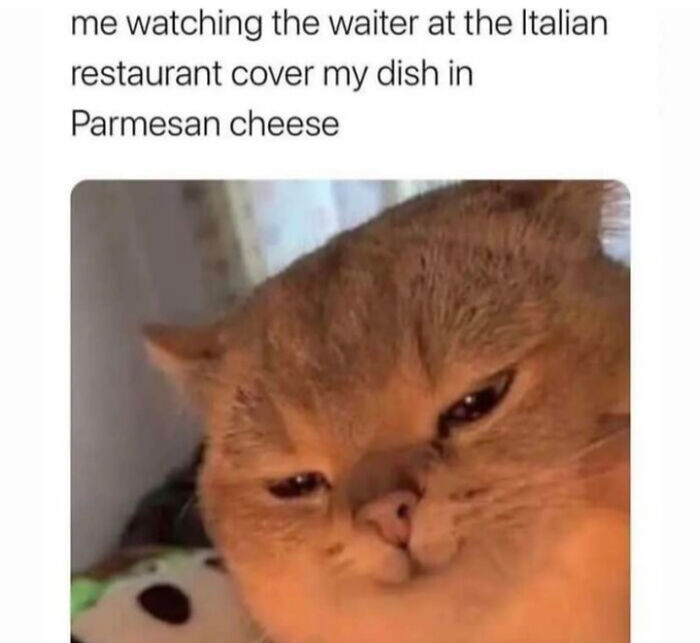 Cat Memes For Everyone! Feat Icanhascheezburger!