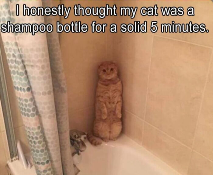 Cat Memes For Everyone! Feat Icanhascheezburger!