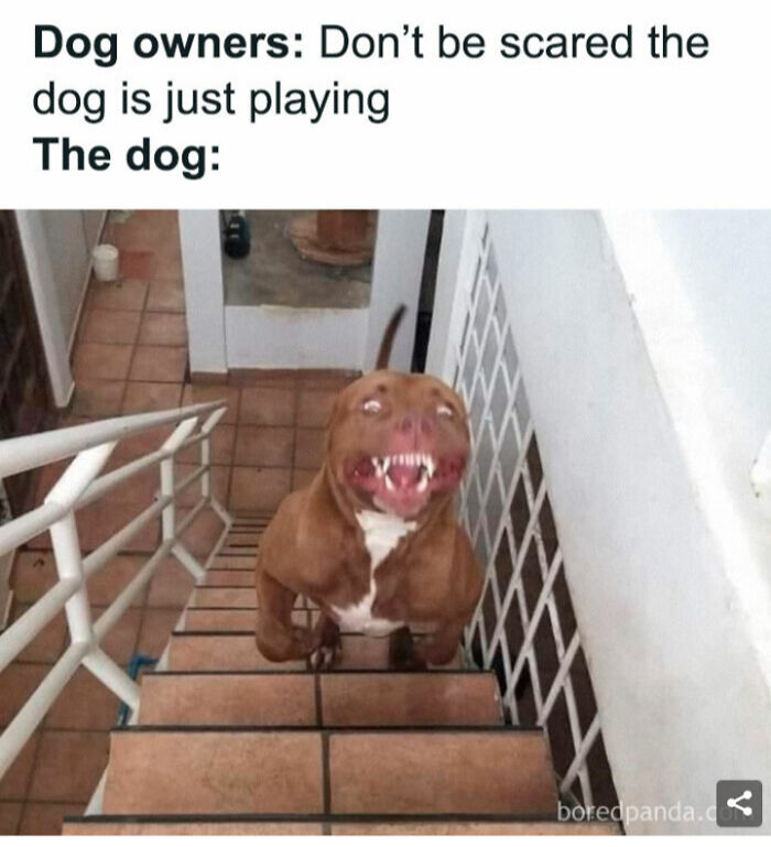 Cat Memes For Everyone! Feat Icanhascheezburger!