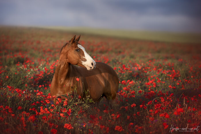 My Unforgettable Equine Photoshoot In A Field Of Poppies