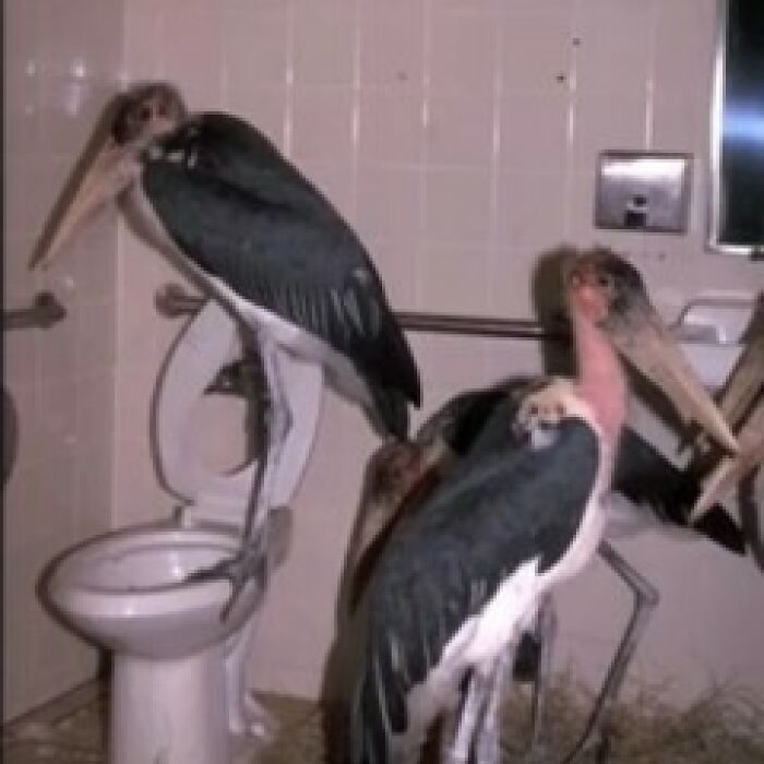 Hilarious-Cursed-Images