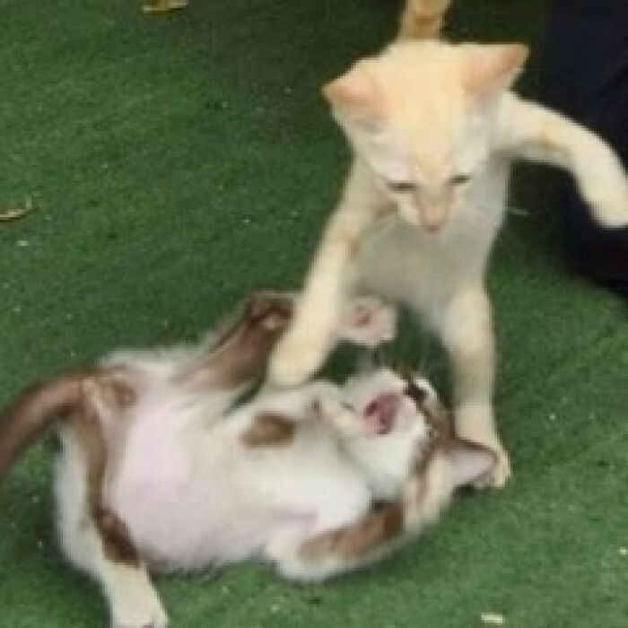 Hilarious-Cursed-Images