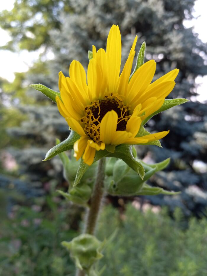 Compass Plant Begins Summer Bloom Time With A First Flower Atop Its Seven Foot Stalk
