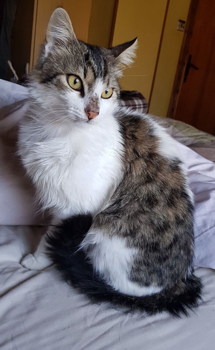 A Woman Who Selflessly Rescued Countless Animals In Cyprus Is In Urgent Need Of Help Herself A Woman Who Selflessly Rescued Countless Animals In Cyprus Is In Urgent Need Of Help Herself