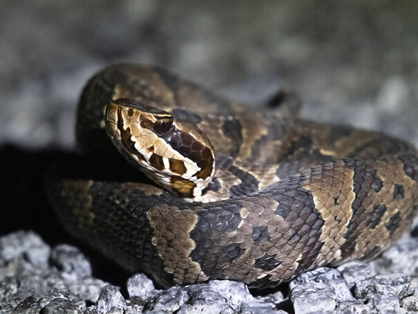 Cottonmouth03.jpg