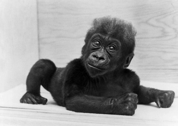 Colo, el primer gorila nacido en cautividad. Cuando falleció, era el gorila más anciano conocido. Vivió entre 1956 y 2017