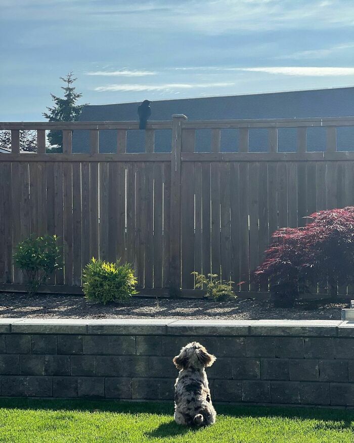 Crow standing on fence and dog looking
