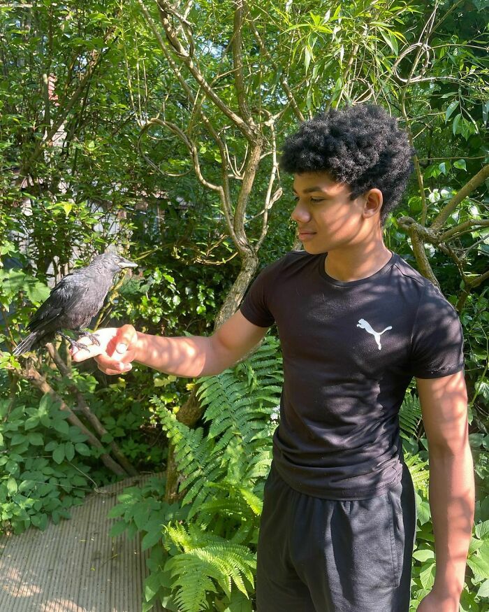 Person holding rescued crow