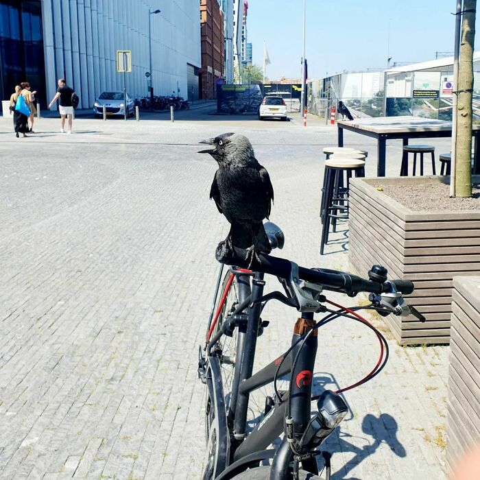 crow standing on bike