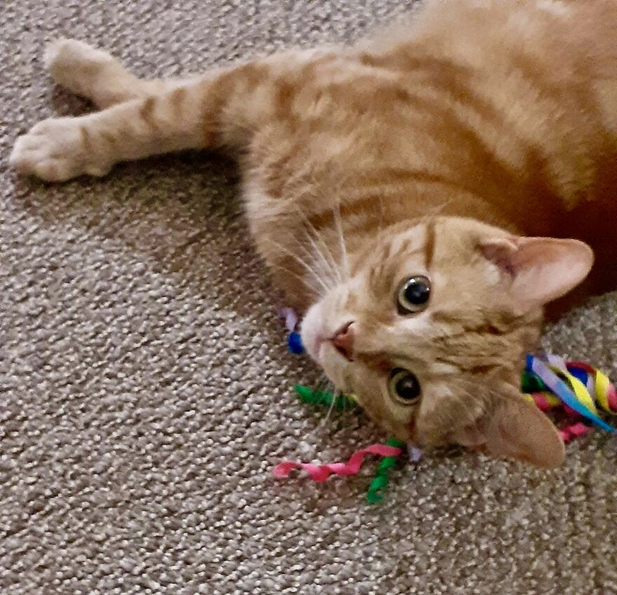 Simba And Lucky Our Beloved Cats