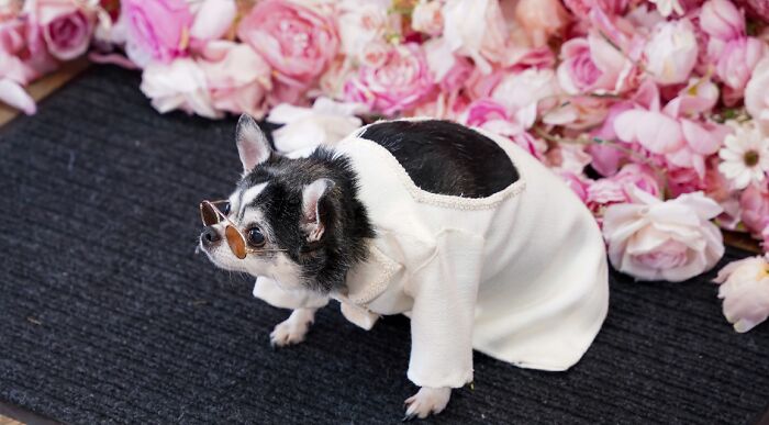 Bogie A Chihuahua As Bad Bunny