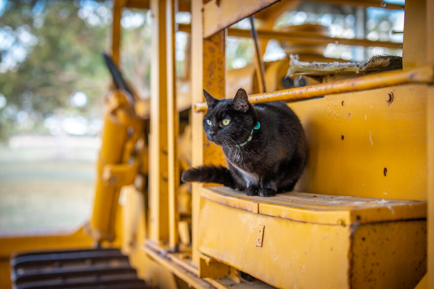 I Started Traveling Around Australia In A Campervan With My Cat Willow, And My Whole Life Changed