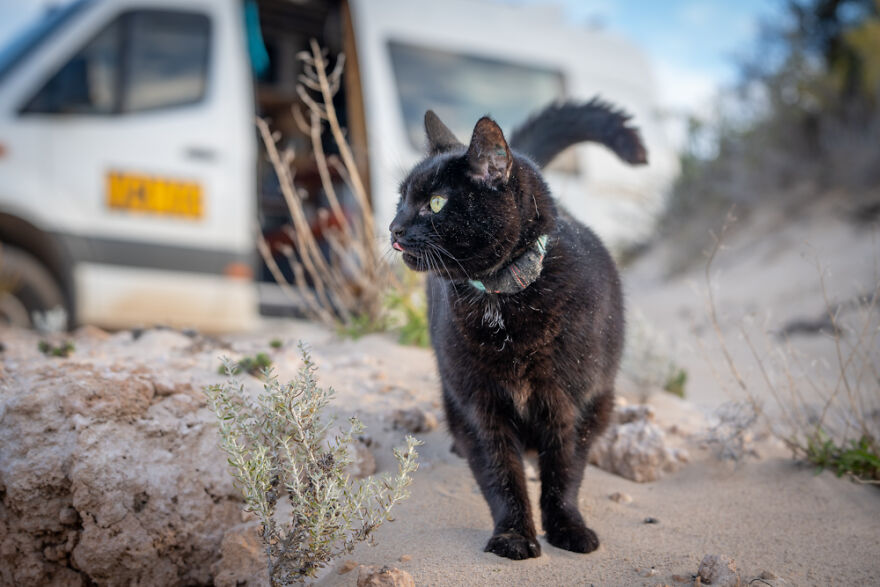 I Started Traveling Around Australia In A Campervan With My Cat Willow, And My Whole Life Changed I Started Traveling Around Australia In A Campervan With My Cat Willow, And My Whole Life Changed