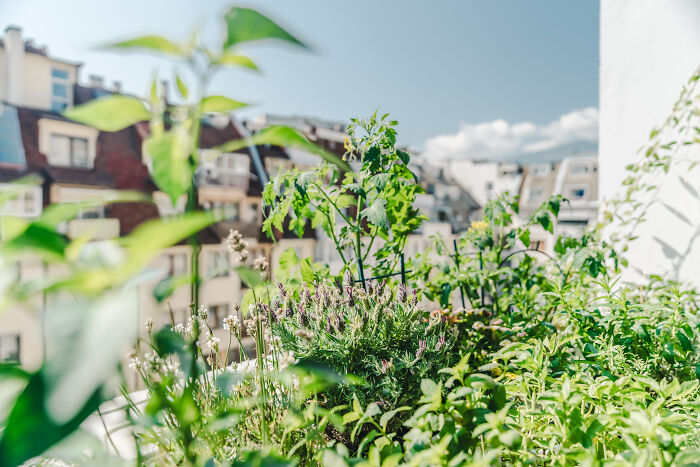 "Inka V Gradinka": My Balcony Garden That Might Inspire You To Make Your Own (14 Pics) "Inka V Gradinka": My Balcony Garden That Might Inspire You To Make Your Own (14 Pics)
