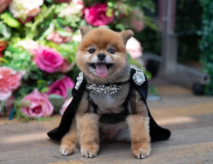 Bling As Jared Leto (Non-Cat)