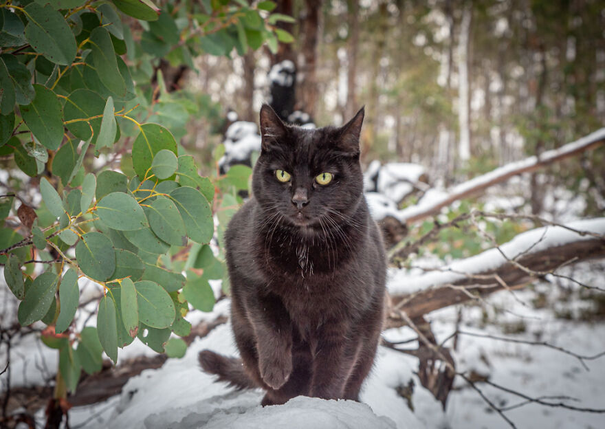 I Started Traveling Around Australia In A Campervan With My Cat Willow, And My Whole Life Changed