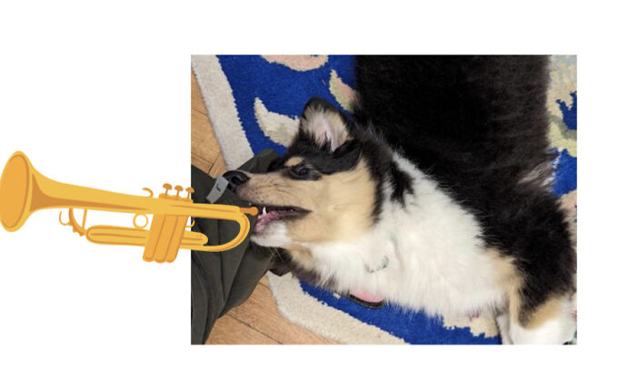 Trumpet Dog
