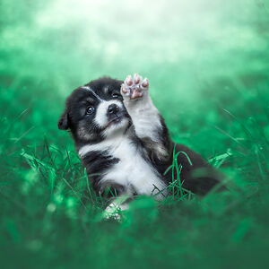 Elodie Schafroth Horse and Co