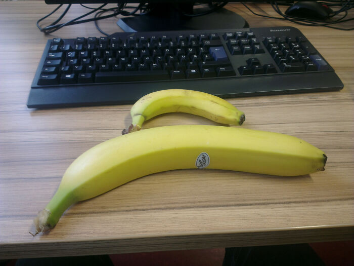 This Incredibly Big Banana, With A Smaller Banana For Scale!