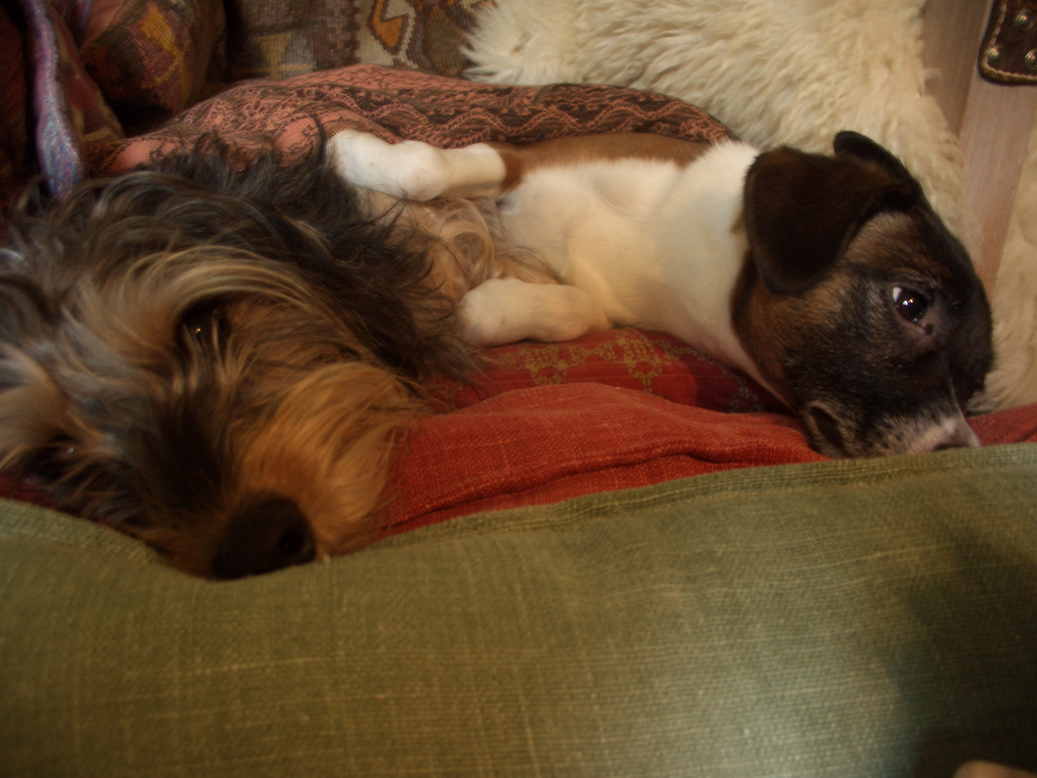 Hey Pandas, Post A Picture Of Your Pets