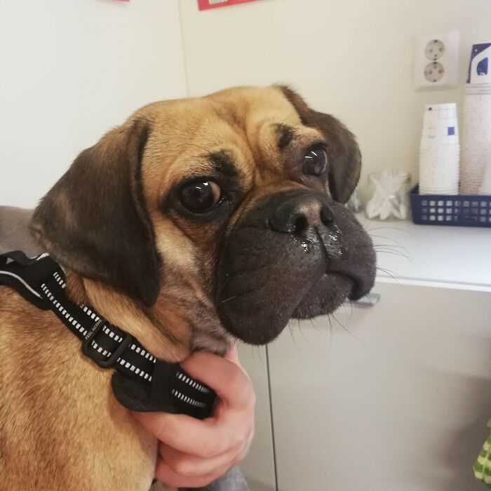 I Just Wanted To Play With The Bee