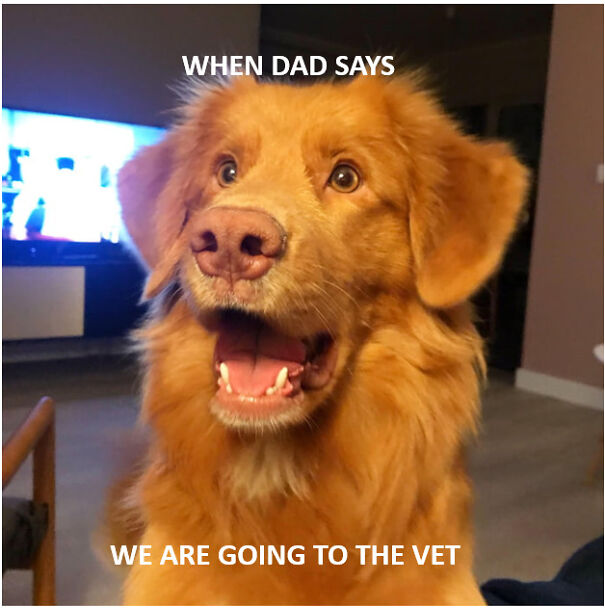 When Dad Says We Are Going To The Vet