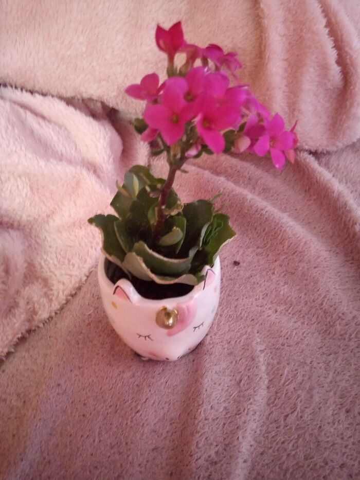 1st Plant I've Ever Owned, At First It Was Half Dead Because I Didn't Know What To Do But Now I've Learned I Think I'm Doing Ok