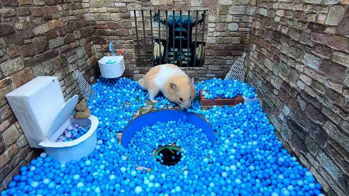 I Created A Maze Inspired By Minecraft And Let My Hamster Homa Explore It I Created A Maze Inspired By Minecraft And Let My Hamster Homa Explore It