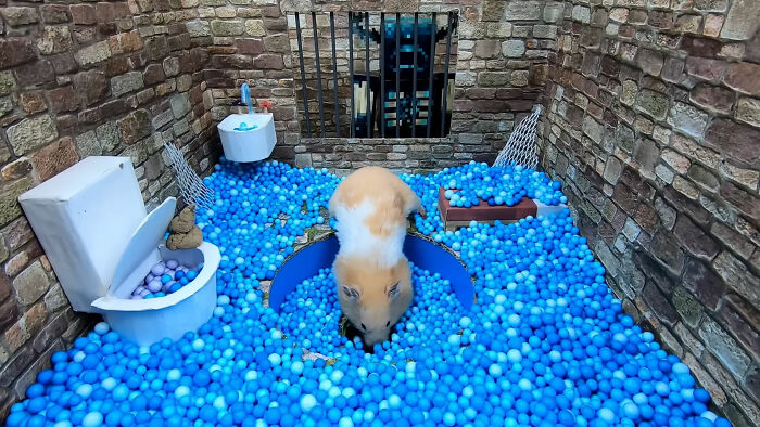 I Created A Maze Inspired By Minecraft And Let My Hamster Homa Explore It I Created A Maze Inspired By Minecraft And Let My Hamster Homa Explore It