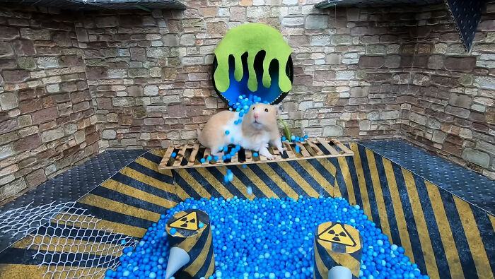 I Created A Maze Inspired By Minecraft And Let My Hamster Homa Explore It I Created A Maze Inspired By Minecraft And Let My Hamster Homa Explore It